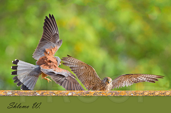 Pair of Lesser Kestrel, Dancing