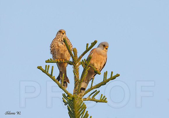 Lesser Kestrel - Pair
