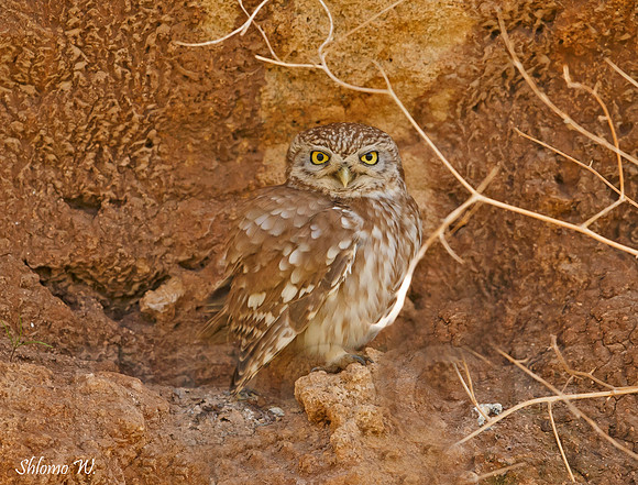 Little Owl