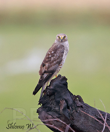 Northern Harrier