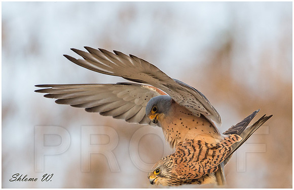 Lesse Kestrel - Love