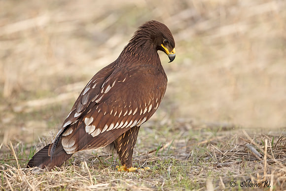 Spotted Eagle