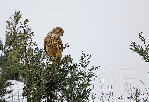 Common Kestrel