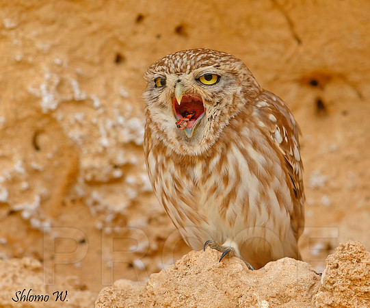 Little Owl