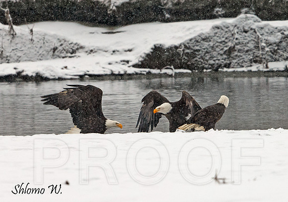 Bald Eagle