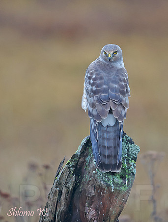 Northern Harrier
