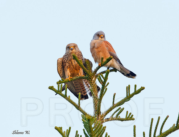 Lesser Kestrel - Pair