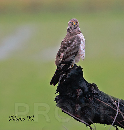 Northern Harrier
