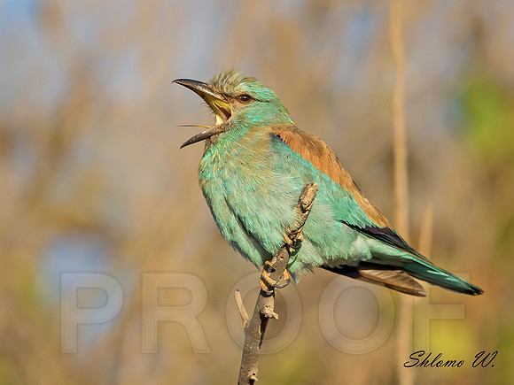 Roller