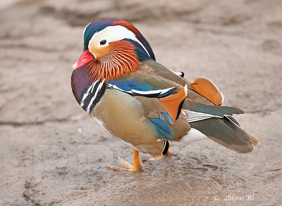 Mandarin Duck