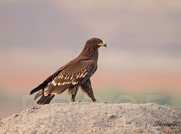 Spotted Eagle