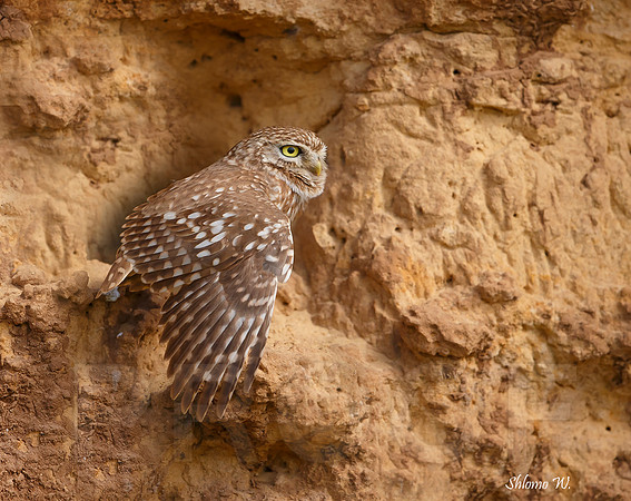 Little Owl
