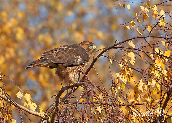 Red tailed Hawk