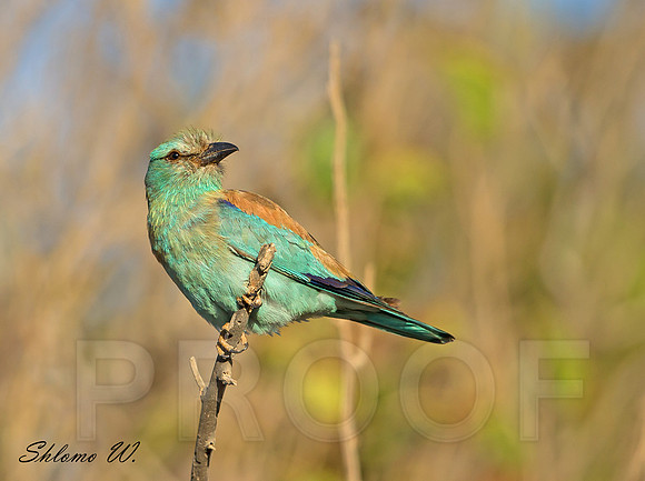 Roller