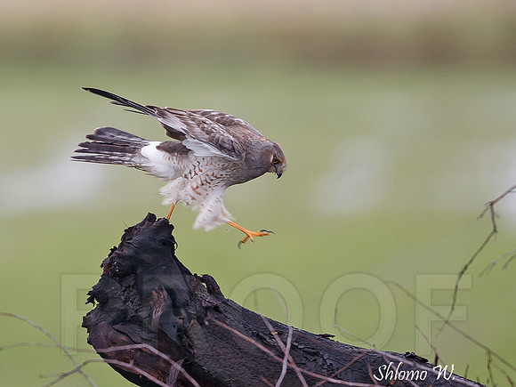Northern Harrier