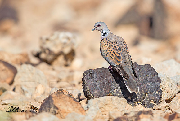 Turtle Dove