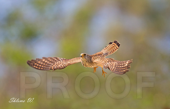 Lesser Kestrel
