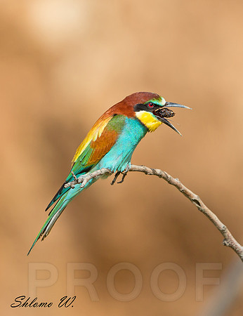 A bee-eater ejects pellet
