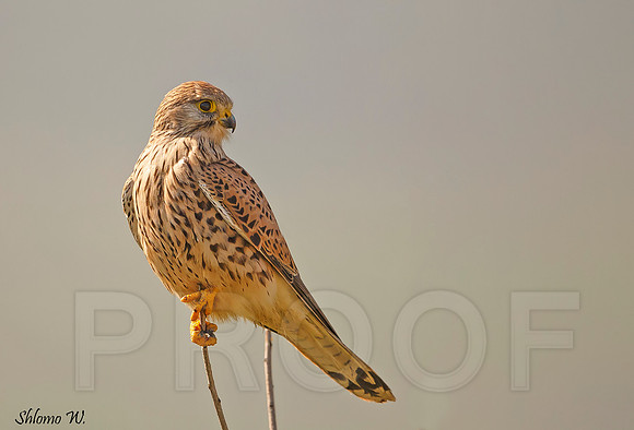Common Kestrel