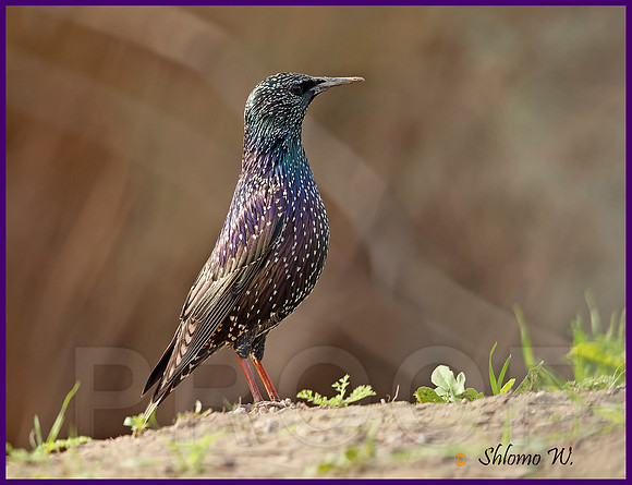 Starling