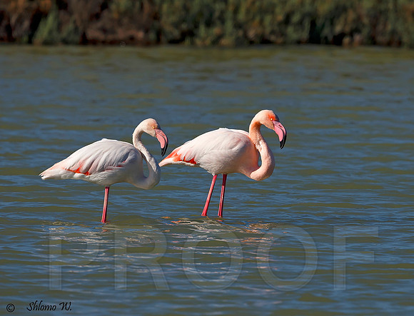 Flamingo