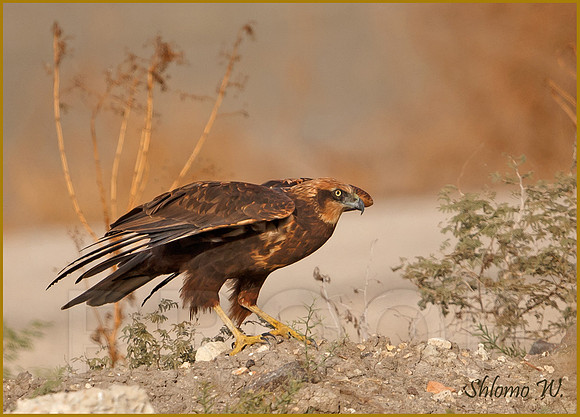 Marsh Harrier