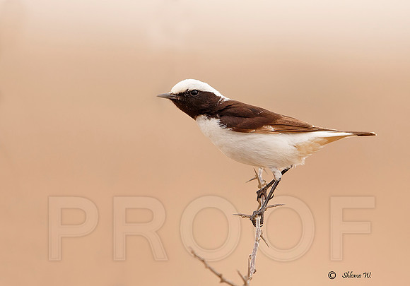 Mourning Wheatear