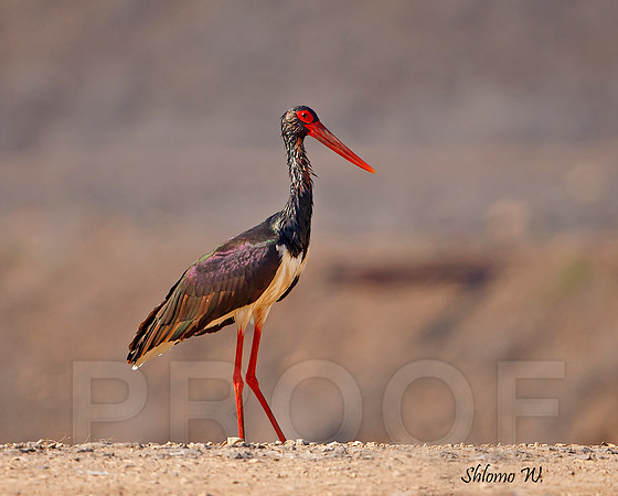 Black Stork