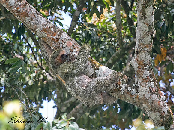 Sloth
