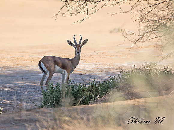 Mountain Gazelle