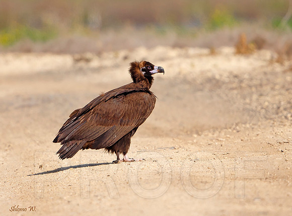 Black Vulture