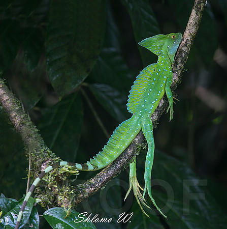 Green Basilisk Lizard-Male