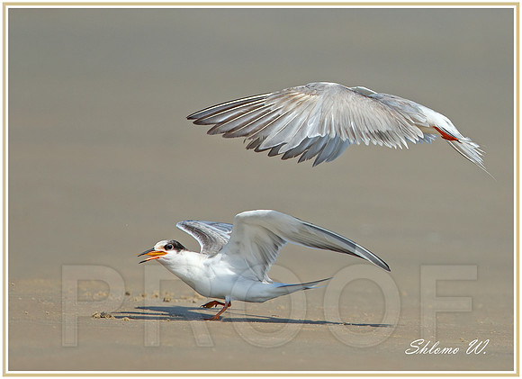 Common Tern