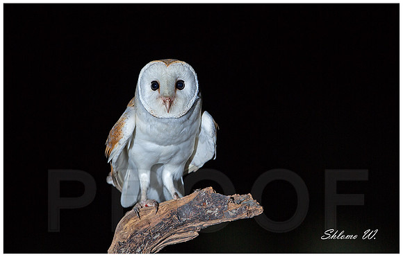 Barn Owl