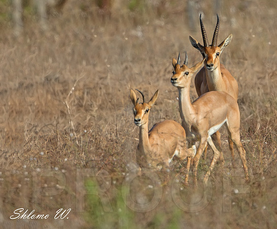 Gazelle's