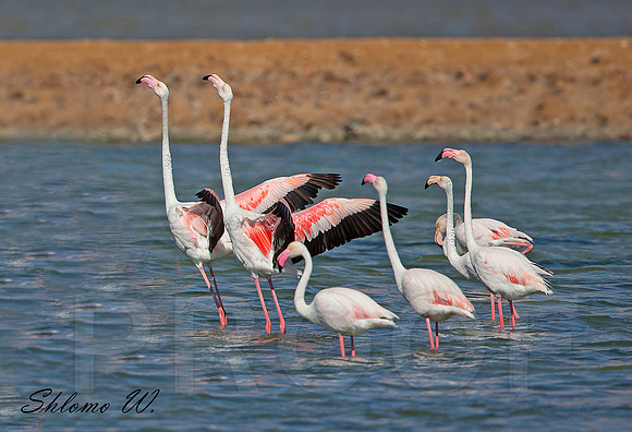 Flamingo