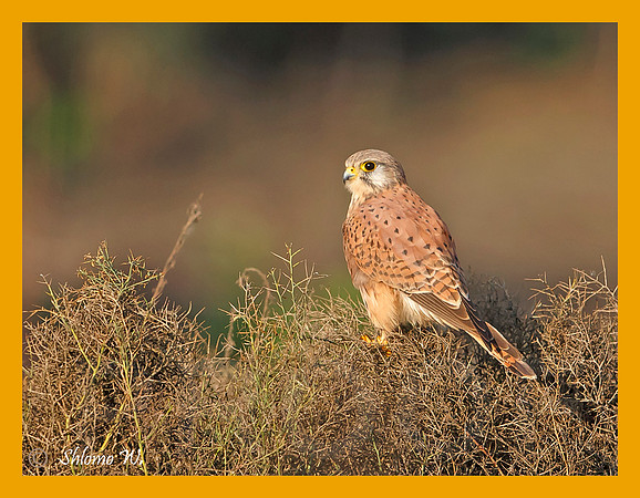 Common Kestrel