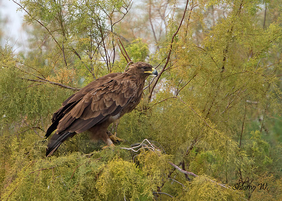 Spotted Eagle