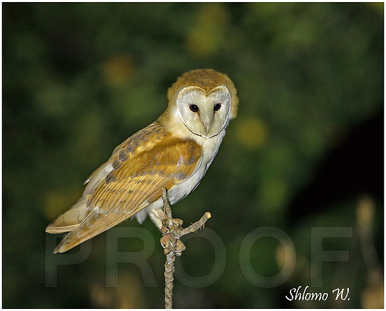 Barn Owl
