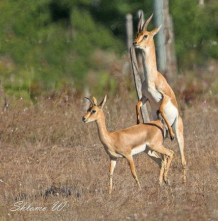 Love of Gazelle's