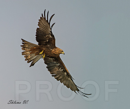 Black Kite