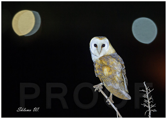 Barn Owl