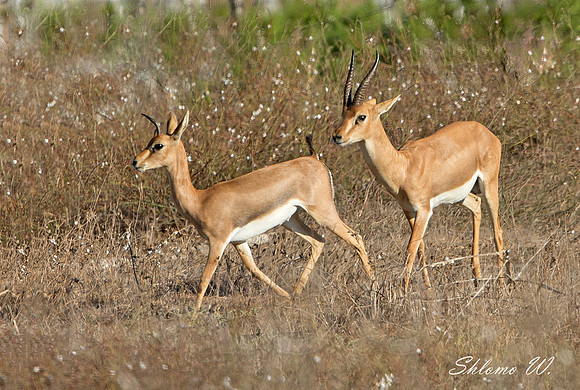 Gazelle - Pair