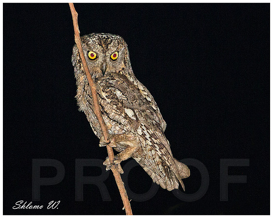 Scops Owl
