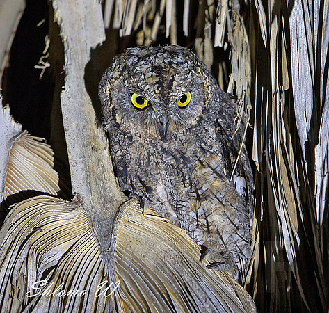 Scops Owl