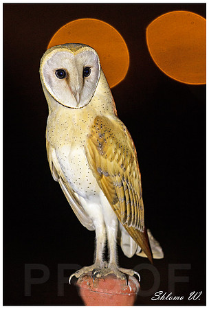 Barn Owl
