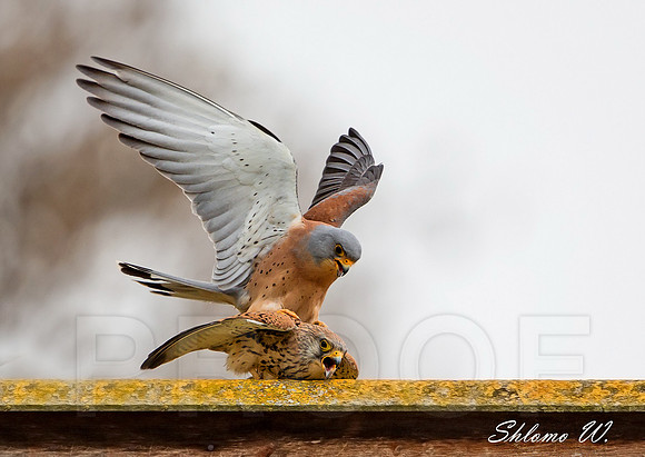 Love of Lesser Kestrel 2