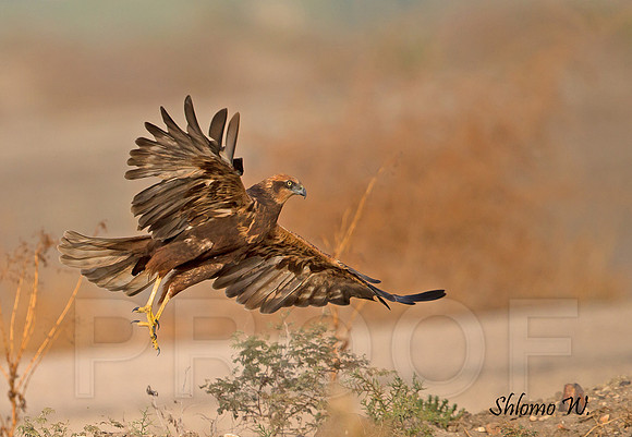 Marsh Harrier