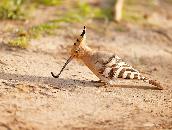 Hoopoe