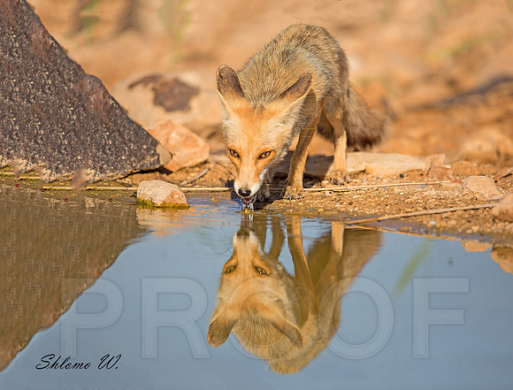 FOX drinking in the desert